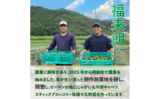 ＜ピーマン＞1kg さらら 高知 野菜 夏 苦みが少ない 佐川町産