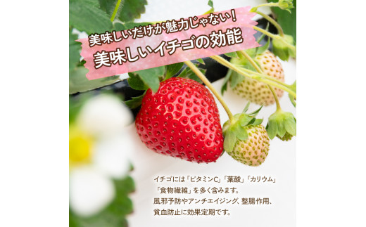 訳あり いちご 1500g ( 750g × 2パック ) ジャム用 300g潰れ保証 いちごジャム 章姫 紅ほっぺ かおり野 よつぼし 苺 旬 産地 直送 フレッシュ イチゴ フルーツ 果物 国産 ベリー 2024年2月より順次発送予定 滋賀県 竜王町 人気苺 ふるさと納税苺 ふるさと苺 furusato苺 おすすめ苺 送料無料