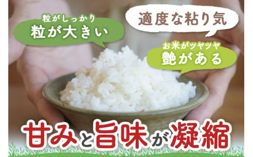 【令和6年産新米】〈白米〉つや姫 5kg（特別栽培米）