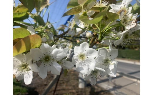 4月、5月にお花が咲きます🌸