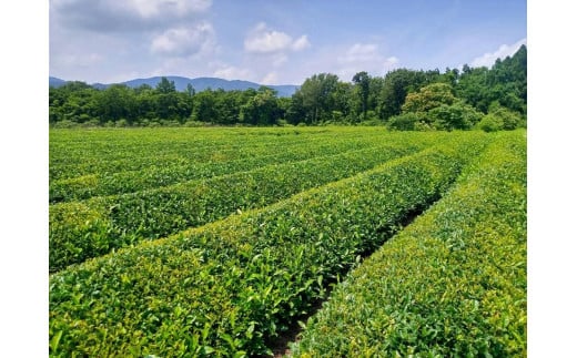 ◆【特上茶】高島市マキノ産