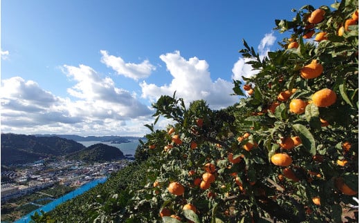 【先行予約】 ＼ みかんの名産地 和歌山県産／ 農家直送 完熟清見オレンジ 5kg (M～２Lサイズおまかせ) ひとつひとつ手選別で厳選【2025年3月中旬～4月下旬ごろに順次発送予定】【hdm003A】