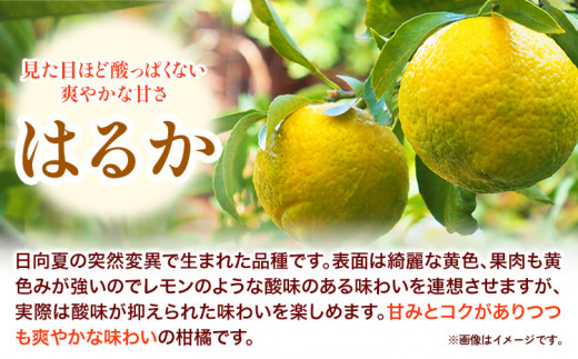 はるか 秀品はるか 約 5kg サイズ混合 どの坂果樹園《3月上旬-5月下旬頃出荷》 和歌山県 日高川町 はるか 秀品 旬 柑橘 フルーツ 果物