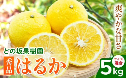 はるか 秀品はるか 約 5kg サイズ混合 どの坂果樹園《3月上旬-5月下旬頃出荷》 和歌山県 日高川町 はるか 秀品 旬 柑橘 フルーツ 果物