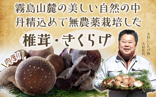 【年内お届け】肉厚椎茸のきのこ餃子&きのこメンチカツセット≪2024年12月20日～31日お届け≫_AA-8705-HNY_(都城市) 椎茸 きのこ 餃子 メンチカツ 観音池ポーク きくらげ