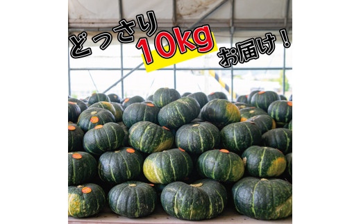 かぼちゃ 10kg くり将軍 6~9玉 野菜 カボチャ 南瓜 10キロ 1万円 10000円 旬 令和5年産 2023年産 阿波市 徳島県