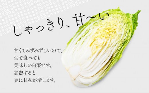 北海道 新しのつ産 白菜 2玉 約6kg ハクサイ 農作物 野菜 葉物野菜 葉物 冬野菜 旬 国産 北海道産 生 甘い ヘルシー 漬物 鍋 鍋料理 煮込み料理 キムチ シャキシャキ 産地直送 お取り寄せ 産直 冷蔵 送料無料