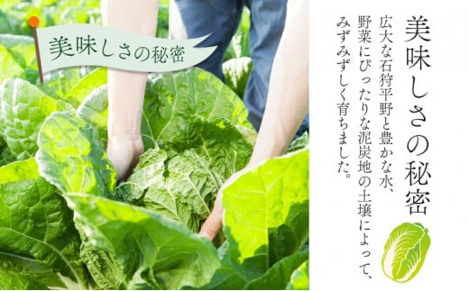 北海道 新しのつ産 白菜 2玉 約6kg ハクサイ 農作物 野菜 葉物野菜 葉物 冬野菜 旬 国産 北海道産 生 甘い ヘルシー 漬物 鍋 鍋料理 煮込み料理 キムチ シャキシャキ 産地直送 お取り寄せ 産直 冷蔵 送料無料