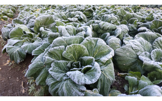 【自然栽培】大和の伝統野菜 下北春まな2kg 草野自然農園 国産野菜