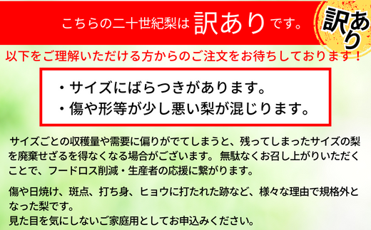 【訳あり 梨 20世紀梨 5kg（10～18玉）】9/9が最終受付です サイズバラつき有り（L～5L）傷あり 不揃い ご家庭用 大人気 二十世紀梨 果肉はしっかり シャキシャキの食感 ほどよい甘さとみずみずしさ 日本海に面する梨の本場 兵庫県香美町で育つ「香住梨」糖度を計測して出荷 兵庫県 香美町 フルーツ ナシ 青梨 和梨 ふるさと納税 JAたじま 12500円 12-20