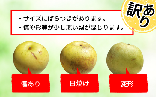 【訳あり 梨 20世紀梨 5kg（10～18玉）】9/9が最終受付です サイズバラつき有り（L～5L）傷あり 不揃い ご家庭用 大人気 二十世紀梨 果肉はしっかり シャキシャキの食感 ほどよい甘さとみずみずしさ 日本海に面する梨の本場 兵庫県香美町で育つ「香住梨」糖度を計測して出荷 兵庫県 香美町 フルーツ ナシ 青梨 和梨 ふるさと納税 JAたじま 12500円 12-20