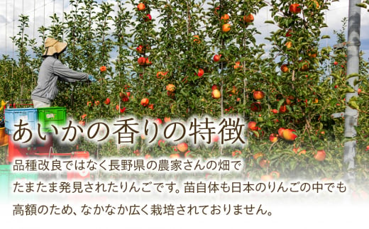 先行予約 りんご あいかの香り 約3kg セット 2024年 令和6年度発送分 リンゴ 林檎 長野 フルーツ 果物 信州産 長野県産 特産 産地直送 おすすめ 　[№5675-1070]