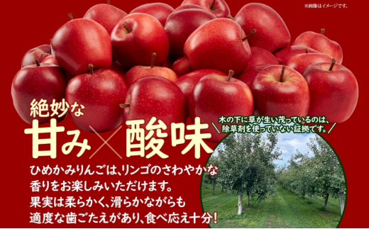 【 ふるさと納税 】北海道 滝川産 ひめかみりんご 約4kg 空知良品計画 リンゴ 姫神 ヘルシー まとめ買い 林檎 旬 2024年 10月下旬～順次出荷 北海道 【 滝川市 】