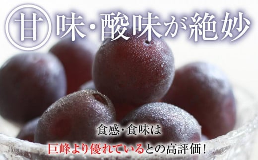 2024  ピオーネ 【訳ありパック】2パック  粒つぶパックマン　約1キロ　長野県産【10月初旬頃～順次発送予定】 国際特許有機肥料栽培