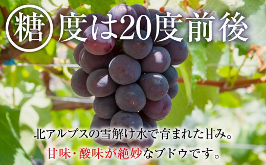 2024  ピオーネ 【訳ありパック】2パック  粒つぶパックマン　約1キロ　長野県産【10月初旬頃～順次発送予定】 国際特許有機肥料栽培