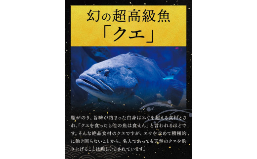 【先行予約】幻のクエ！養殖クエ鍋500gとじゃばらぽん酢100ml くえ クエ 鍋 セット 鍋セット 高級 【fki200】