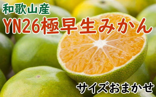 【産直】YN26極早生みかん約5kg（2S～Mサイズおまかせ）※2024年9月中旬～10月中旬頃より順次発送【tec800】