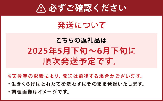 国産 生きくらげ 1kg（ご家庭用）