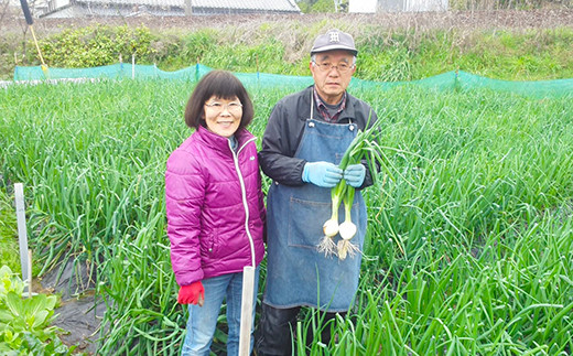 【2022年4月上旬～発送】サラダ 玉ねぎ 5kg 野菜 水俣 からたち