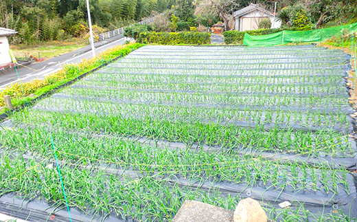 【2022年4月上旬～発送】サラダ 玉ねぎ 5kg 野菜 水俣 からたち