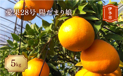 愛果28号 5kg 農薬不使用 肥料不使用 農園直送 Mサイズ 陽だまり娘 みかん 愛媛 人気 数量限定 先行予約 柑橘 伊予市｜C52