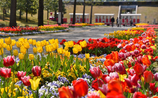 【TH01】とっとり花回廊ギフト入園券２枚