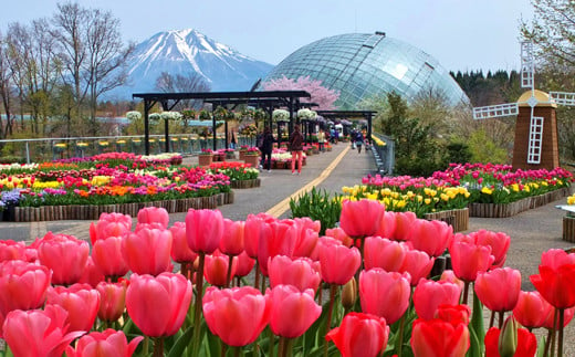 【TH01】とっとり花回廊ギフト入園券２枚