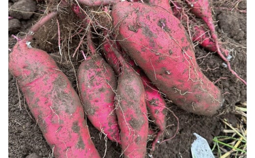 56-05 熟成紅はるか 切り落とし 干し芋 1.5kg はづつこ【干しいも 芋 ほしいも さつまいも サツマイモ 熟成 阿見町 茨城県】