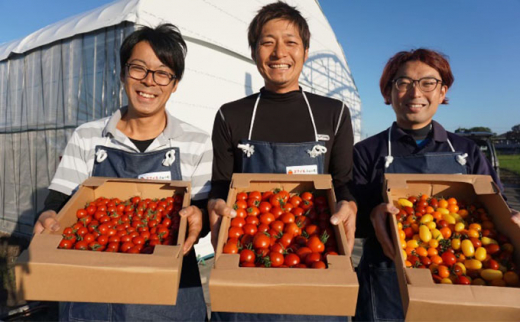 [№5533-0243]トマトジュース詰め合せセット