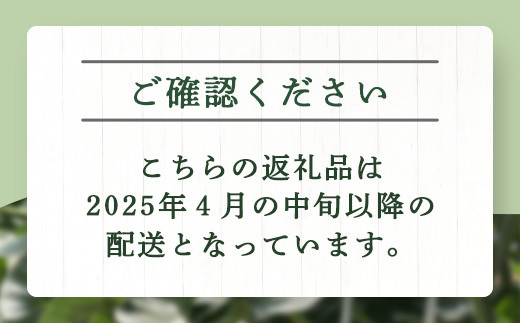 【 2025年4月中旬～発送開始 】 先行予約 グラバーメロン 3玉 【 熊本県 多良木町産 上品な味 高糖度 甘い メロン ぐらばー めろん 熊本メロン 】013-0557-2025