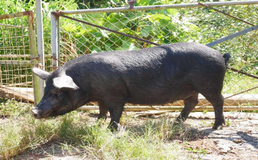 【数量限定】黒金豚アグー　しゃぶしゃぶセット（ロース、モモ） 沖縄県 ブランド豚 豚肉 もも肉 国産 ギフト 自然 美食 絶品 お気に入り 簡易包装 人気 おすすめ 贅沢 旨み 特別な 食品 人気 産地直送 送料無料