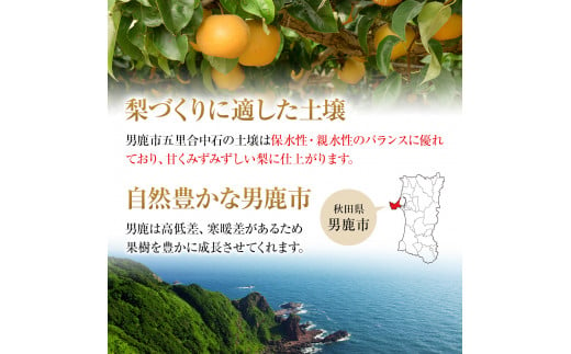 【令和7年度 早期予約】あきづき 梨 6玉（3L）