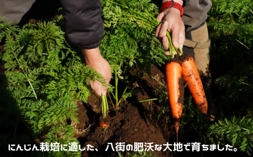 毎日飲める♪30パック【にんじん１００％】さらっと飲みやすい１００％人参ジュース 