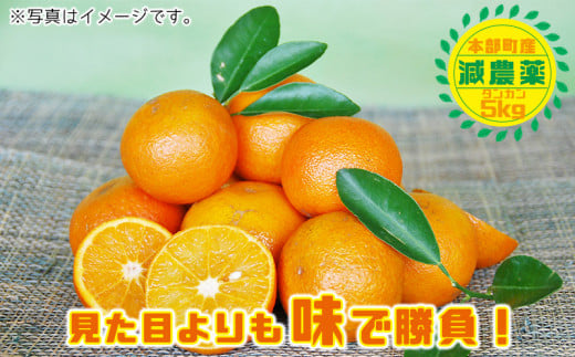 【2025年発送】南国のみかん！本部町産タンカン（約5kg入り） みかん 柑橘 沖縄 おきなわ 果実 フルーツ 青果 期間限定 先行予約 数量限定 旬 人気 おすすめ 贈答 プレゼント ギフト 贈り物 子供 デザート 取り寄せ