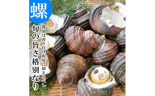 大分市で採れた　天然活きサザエ　1kg サザエ さざえ 魚貝類 貝 天然 大分市 旬 冷蔵 大きい 肉厚 ご飯のお供 焼き おつまみ E12001