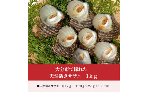 大分市で採れた　天然活きサザエ　1kg サザエ さざえ 魚貝類 貝 天然 大分市 旬 冷蔵 大きい 肉厚 ご飯のお供 焼き おつまみ E12001