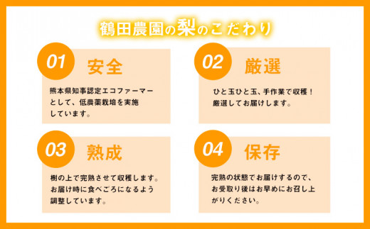 梨 新高梨 約 1.5kg 2玉 新高 ジャンボ梨 《10月上旬-10月下旬頃出荷》 和梨 なし フルーツ 果物 秋 旬 熊本県 荒尾市産 鶴田農園