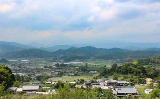 お山の茶　明郷園詰め合わせ