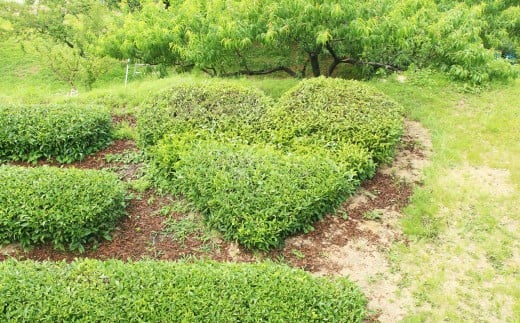 お山の茶　明郷園詰め合わせ