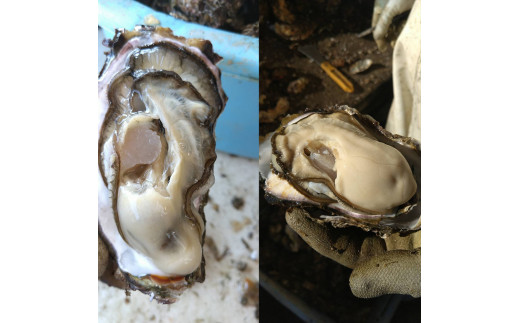 渦潮チャンピオン（3倍体養殖カキ）・養殖マガキ 食べ比べセット