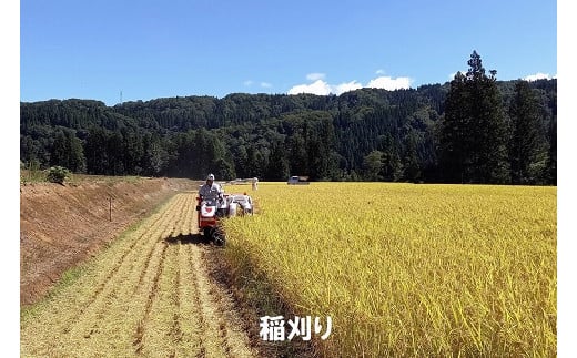 長野県栄村産コシヒカリ「青倉米」白米3kg（令和6年産）