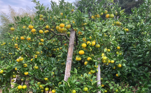 S-Mサイズおまかせ 前元農園の完熟中生(なかて)温州みかん 3kg【1月初旬～下旬に順次発送】 /  フルーツ  中生 なかて 温州 みかん 蜜柑 三重県  高品質 みえ アルギット