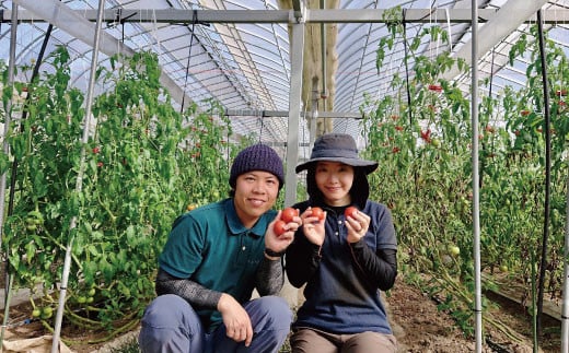 【3回定期便】フルーツトマト 1kg×3回『合計3kg』 織田トマト 高知 牧野富太郎博士の好物　＜2025年以降発送＞