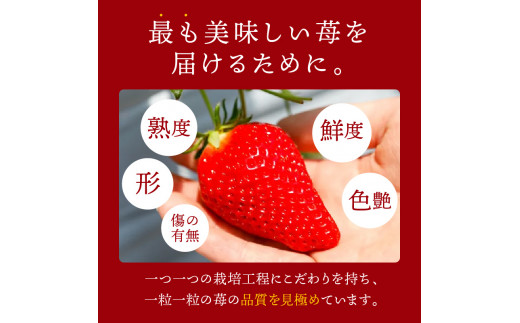 ★先行予約★はたやの新鮮いちご＆果肉入りジャムのセット[12月下旬より順次発送]《 ふるさと納税いちご イチゴ 苺 フルーツ工房はたや 高級 フルーツ ジャム 送料無料 》【2401C09702】