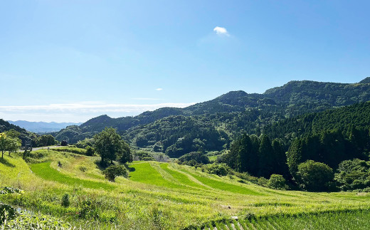 天水棚田とは、その名の通り”天の恵”である雨水や湧き水で耕作する棚田です。