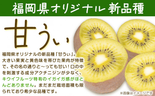 甘うぃ 約3.6kg 20～30玉前後《10月中旬-11月末頃出荷》福岡県 鞍手郡 鞍手町 キウイフルーツ キウイ 福岡県オリジナル 新品種 甘うぃ 果物 くだもの フルーツ