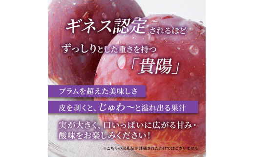 志賀高原の麓で育った プラム 貴陽大玉10玉約1.5kg 【 プラム すもも フルーツ 果物 長野県 長野 】