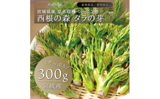 西根の森 タラの芽(宮城産 シーズン物 原木収穫)300g【1393929】