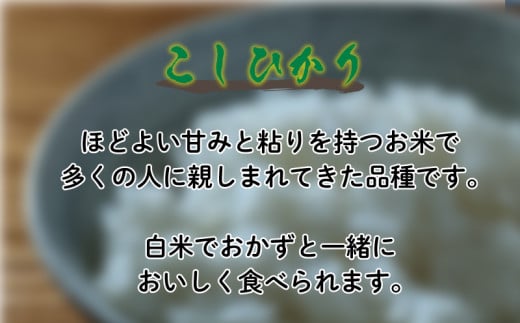 知多米 こしひかり 5kg 米 コシヒカリ 愛知  知多 特産品 南知多