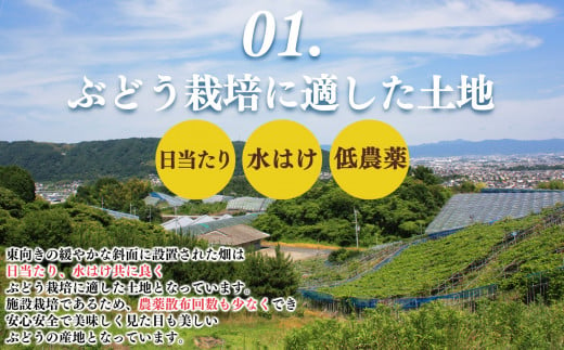 【先行予約】平群の ぶどう （ 巨峰・ピオーネ等 ）  ＆ シャインマスカット 各2房 計4房 約2kg | フルーツ ぶどう 葡萄 ブドウ 巨峰 ピオーネ シャイン マスカット 奈良県 平群町